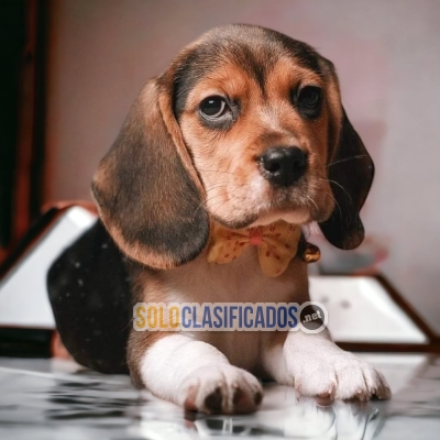 BEAGLE POCKET AMERICAN ilinois... 