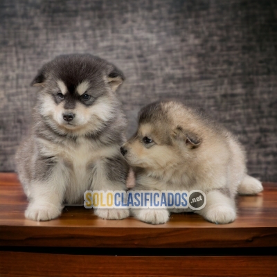 Alaska Malamute Too Sweet Take Me Now... 