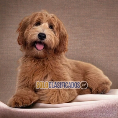 LABRADODLE A FURRY FOR YOUR HOME... 