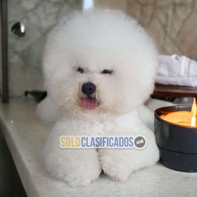 BICHON FRISE DISPONIBLE/ AVAILABLE... 