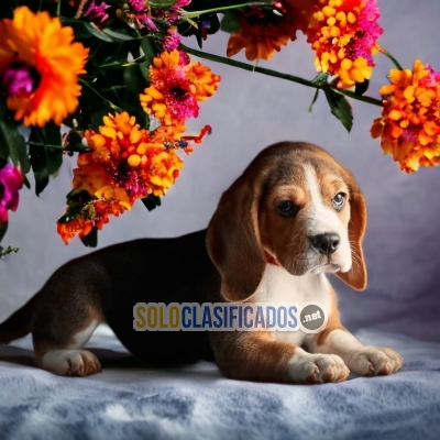 BEAGLE POKET AMERICANO... 