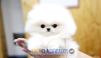 Hermosos cachorros de pomerania mini tcup a la venta... 