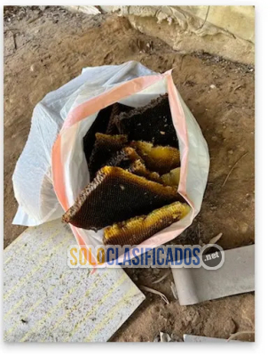 Solo Clasificados - Henrys     Bees     Removal      Service - imagen: 4