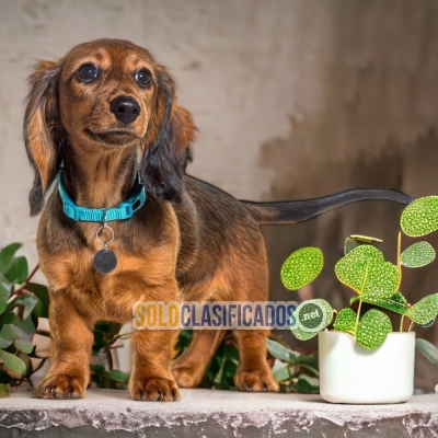 2ADORABLE DACHHUND PELO LARGO... 