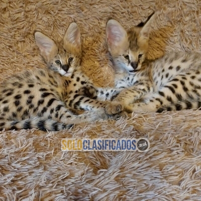 Hermosos gatitos Serval y Savannah disponibles... 