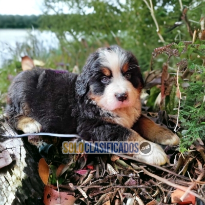 Precious Bernese Montain puppies for you... 