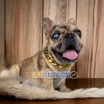 Buldog Frances Exotico / Buldog Frances Exotico disponible aqui... 