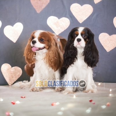 SALE OF BEUTIFUL PUPPIES OF CAVALIER KING CHARLES SPANIEL... 