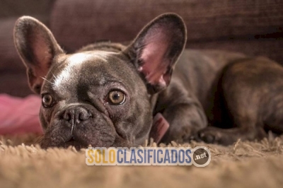 4 month old chocolate French bulldog puppy for sale... 