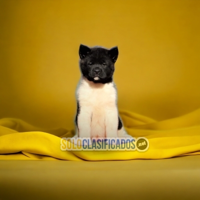 HERMOSOS CACHORROS AKITA AMERICANO... 