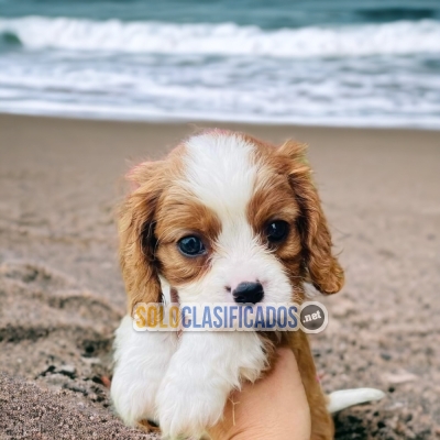 Hermosos cachorros disponibles CAVALIER KING... 