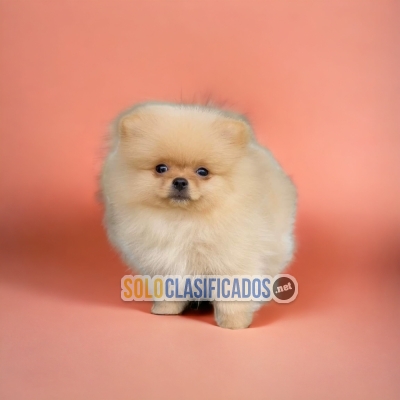 POMERANIAN... 