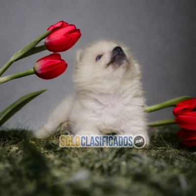 WONDERFUL PUPPIES SAMOYED... 