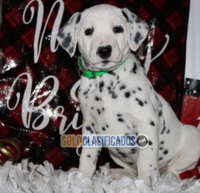 Perro dalmata de raza macho disponible al mejor precio de venta  ... 