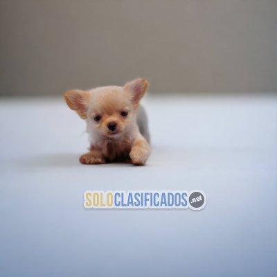 CHIHUAHUA PELO LARGO AVAILABLIE HERE NOW... 