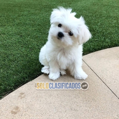 AKC reg. Micro-teacup Maltese Puppies for sale. They are friendly... 