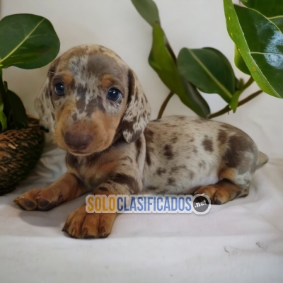 DACHSHUND ARLEQUIN LOVE PUPPY... 