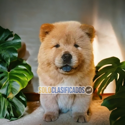 Esponjosos peludos y lindo cachorros Chow Chow... 