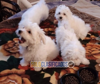 Venta de cachorros malteses whatsapp +1 331 3030431... 