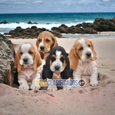 1HERMOSO BASSET HOUND DISPONIBLE  AQUI... 