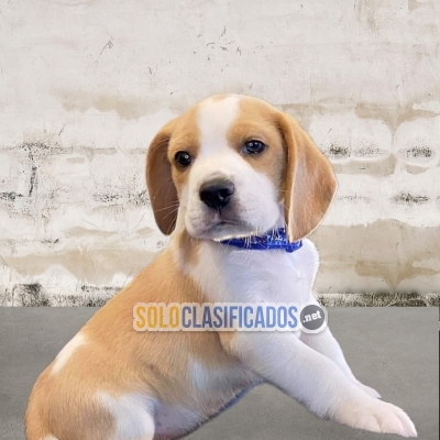 BEAGLE POKET  AMERICANO... 