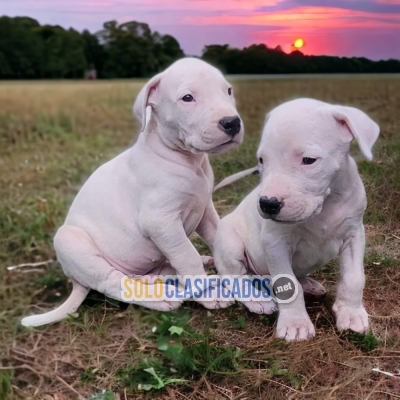 Great Dogo Argentino Cute Puppies for You... 