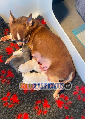 Regalo mini toy cachorros de raza chihuahua((+34603172403)...