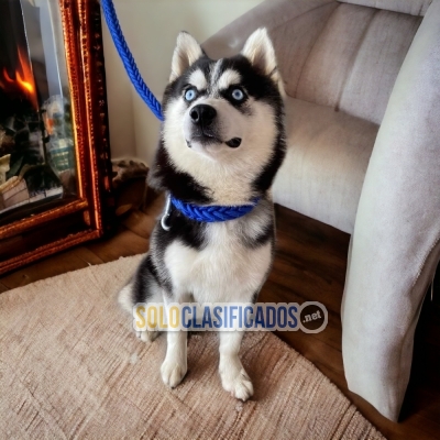 VENTA DE HERMOSOS CACHORROS ALASKAN MALAMUTE... 