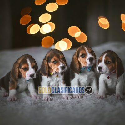 SALE OF BEAGLE POKET AMERICANO... 