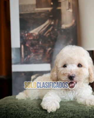 Charming and cute French Poodle puppies... 