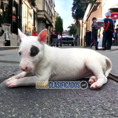 Tiernos BULL TERRIER   para tu hogar... 