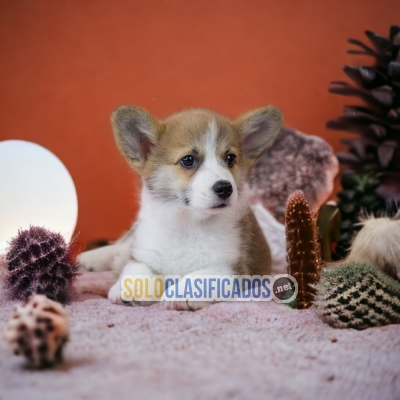 CORGI DE PEMBROKE ANOTHER MEMBER IN YOUR FAMILY TO LOVE O... 