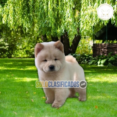 CHOW CHOW bellos... 