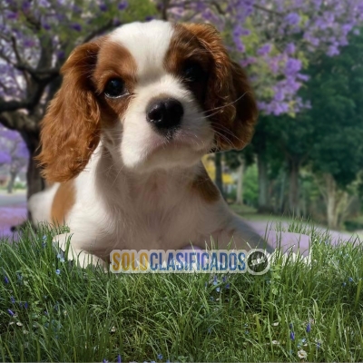 CAVALIER KING CHARLES SPANIEL... 