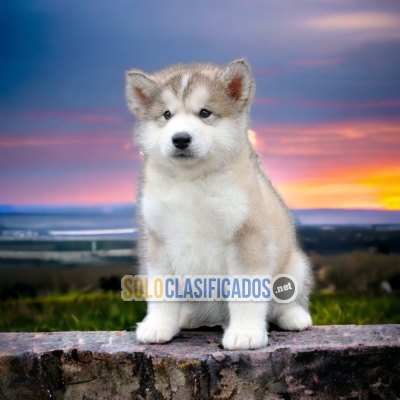 Charming Puppies Alaskan Malamute... 