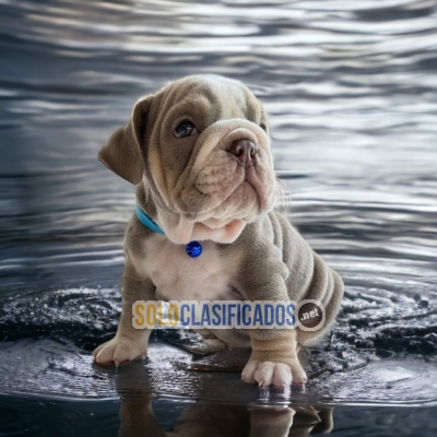 Amorosos cachorritos de raza Bulldog Ingles... 