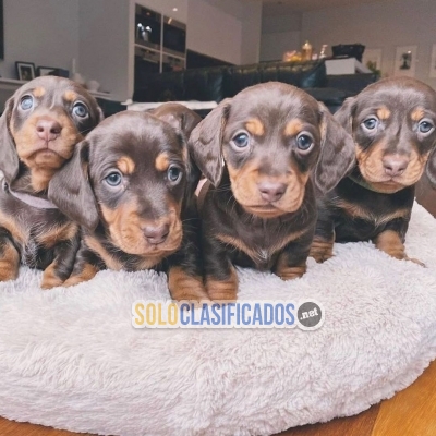 Lovely Miniature Dachshund Puppies, Sweet Little Puppies... 
