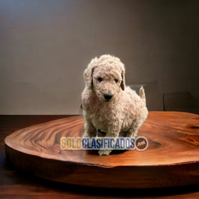 BBEAUTIFUL GOLDENDOODLE PUPPY FOR SALE... 