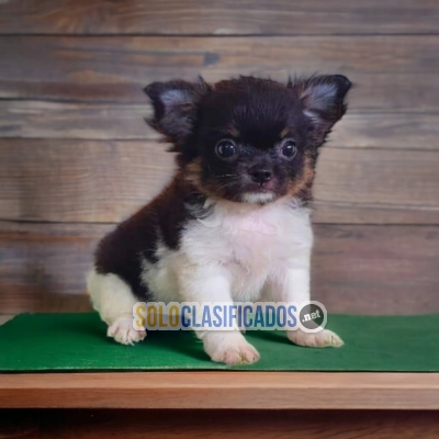 Hermosos cachorros de raza Chihuahua Pelo Largo... 