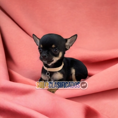 CHIHUAHUA CABEZA DE MANZANA AVAILABLE NOW... 