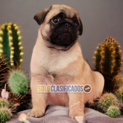 PUG    ANANOTHER MEMBER IN YOUR FAMILY TO LOVE AND CARE... 