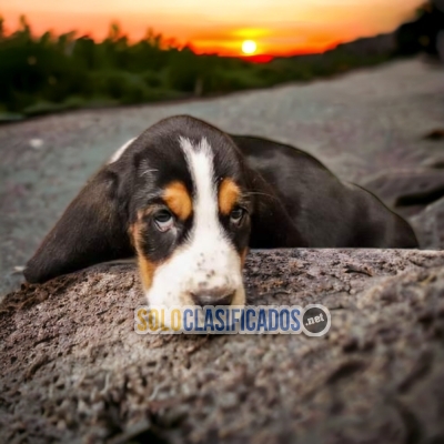 PRECIOSOS BASSET HOUND ilinois... 