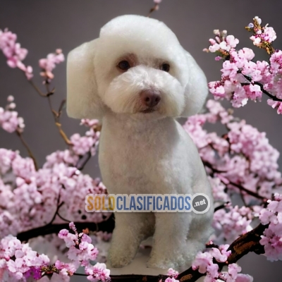 FURRY FRENCH POODLE NORMAL AVAILABLE... 