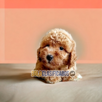 BEAUTIFUL PUPPIES FRENCH POODLE APRICOT... 