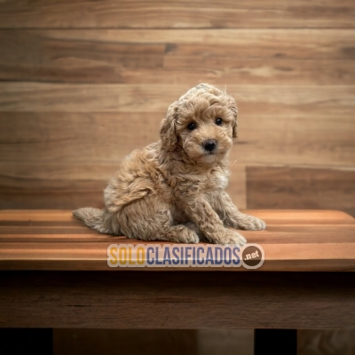 Beautiful Puppie Bichon Habanero... 