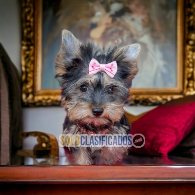 Beautiful puppies available YORKSHIRE TERRIER... 
