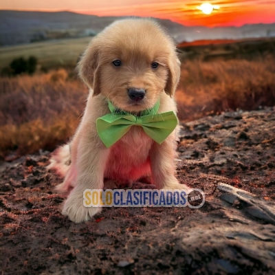 GOLDEN RETRIEVIER... 