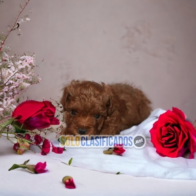 Adorables cahorros de raza French Poodle Red... 