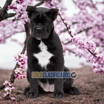 SALES CANE CORSO... 