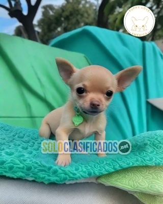 Lindos cachorros Chihuahua Cabeza de Manzana en venta... 